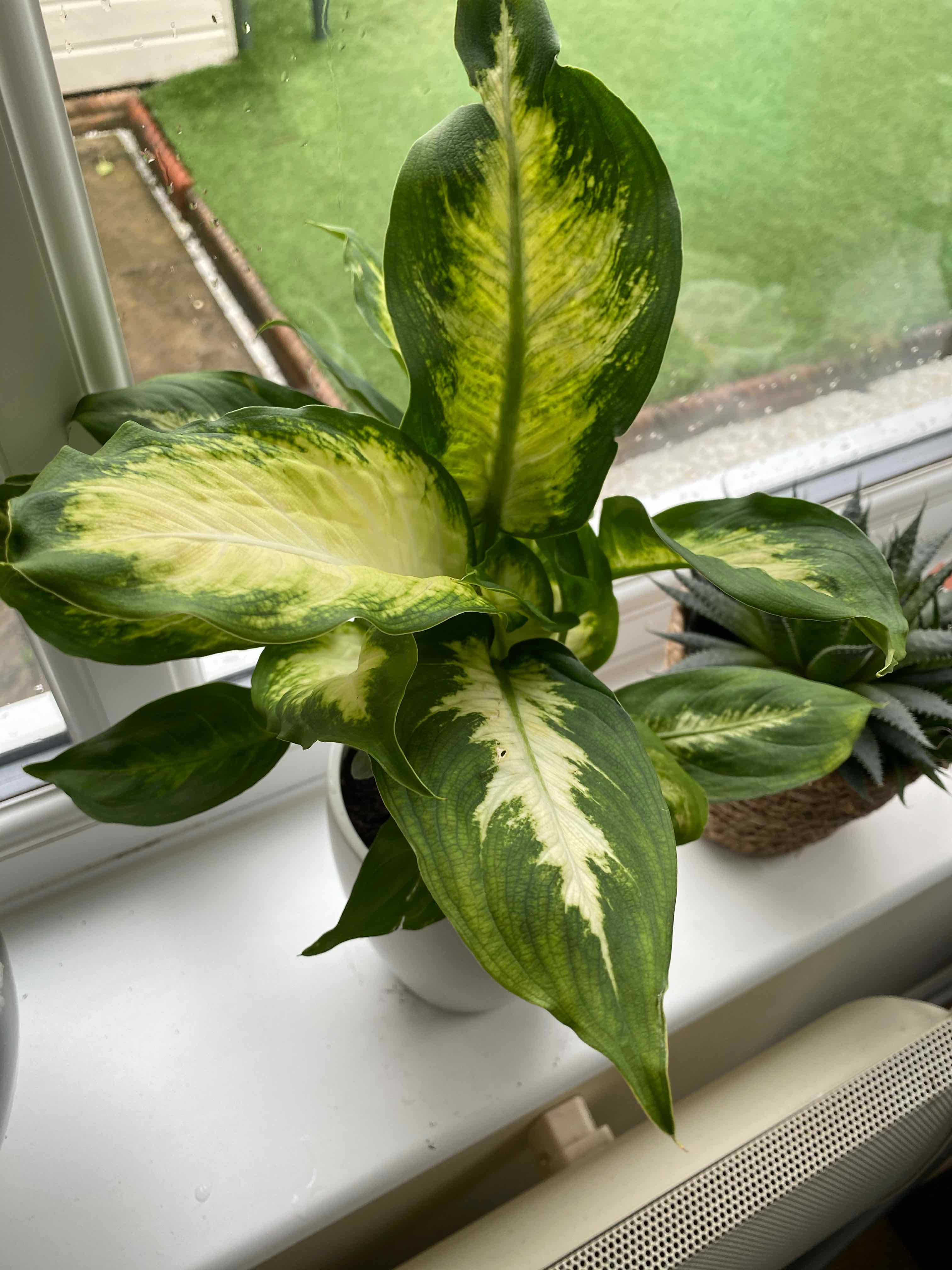 Dieffenbachia 'Camille' plant with variegated leaves on a windowsill.