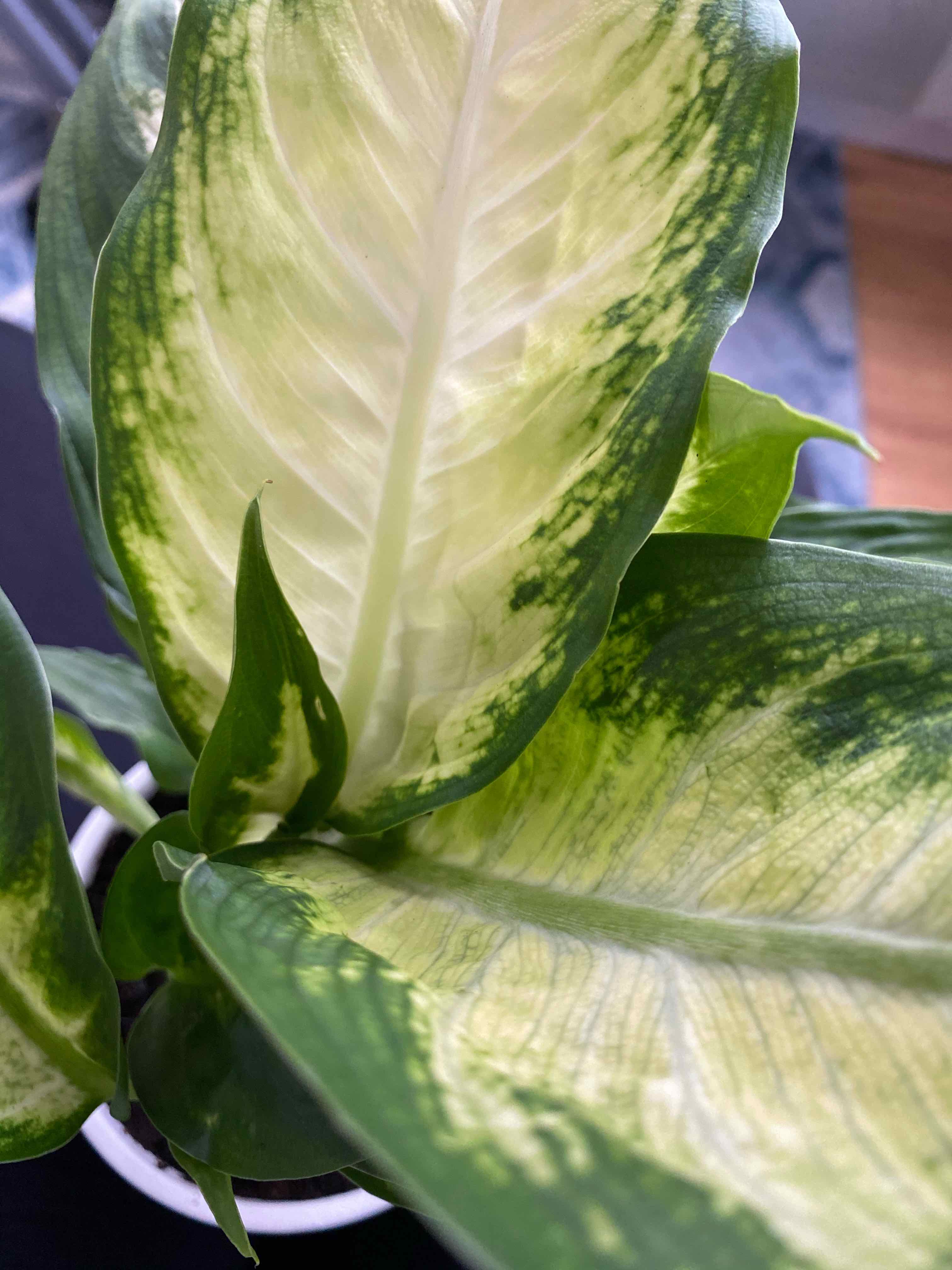 Dieffenbachia 'Camille' plant with variegated leaves, showing green and yellowish-white coloration.