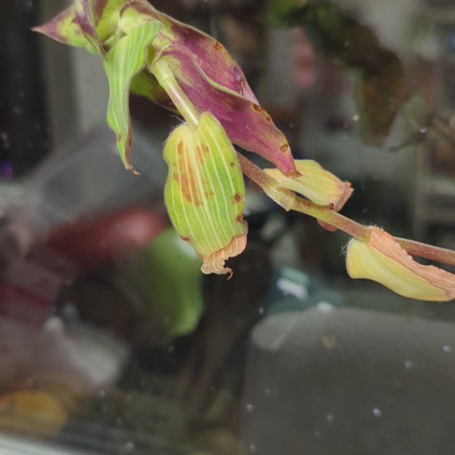 Photo of the plant species Putty Root by @CrispRainbow named Austen on Greg, the plant care app