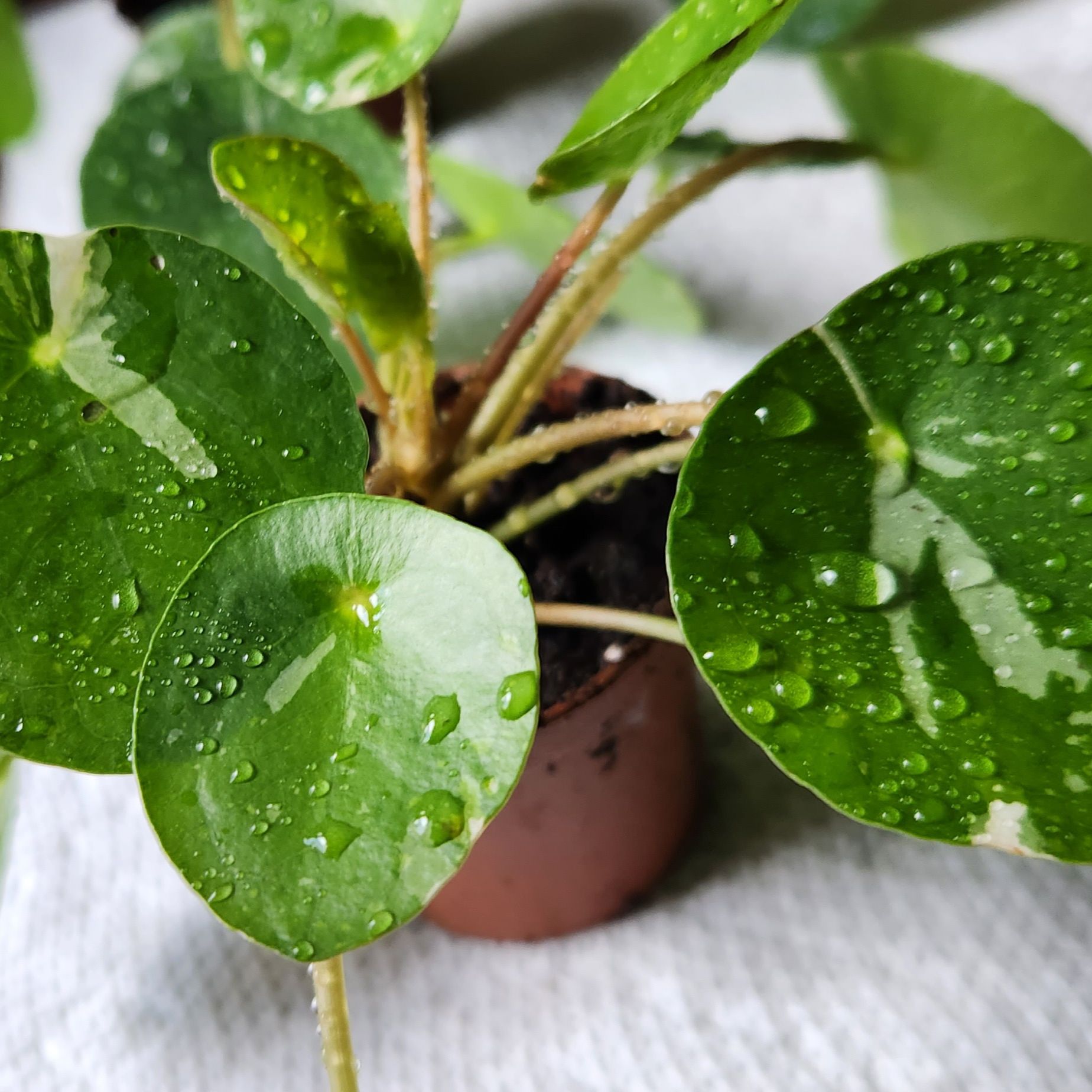 Photo of the plant species Pilea Splash by @AvantgardeCosmo named Pilea Var.Splash on Greg, the plant care app