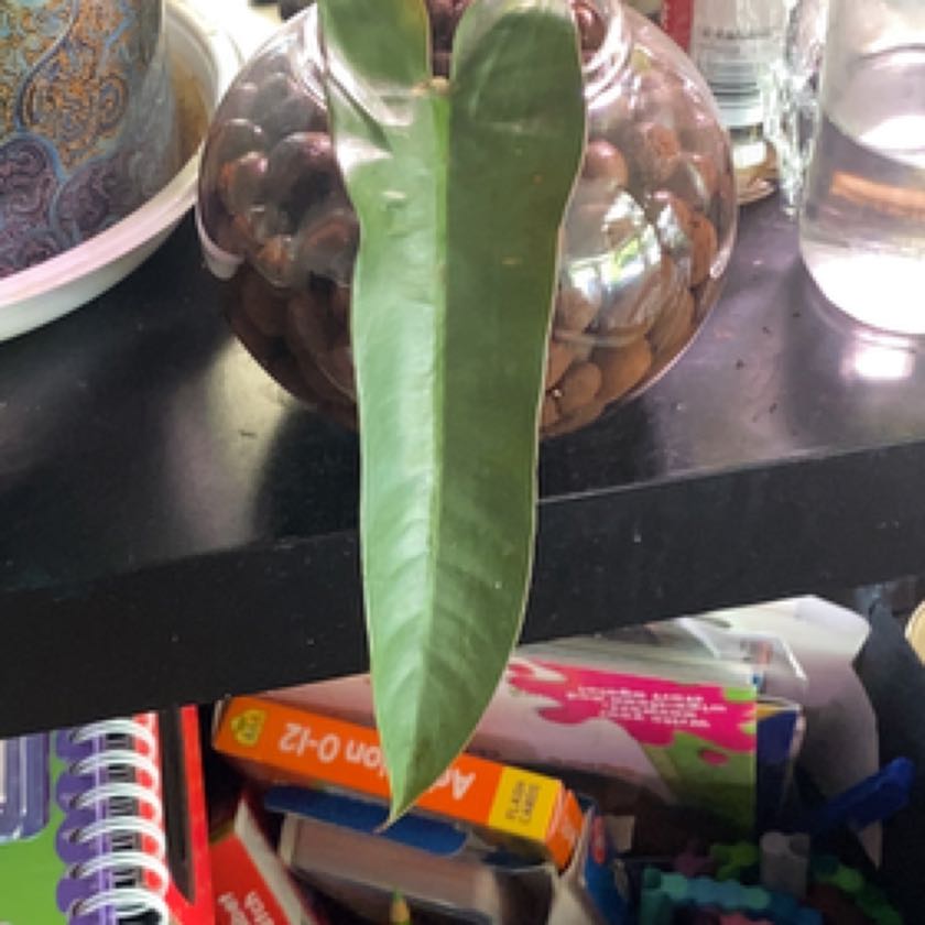 Photo of the plant species Philodendron alatiundulatum by @Jazmynmarie named Terra on Greg, the plant care app