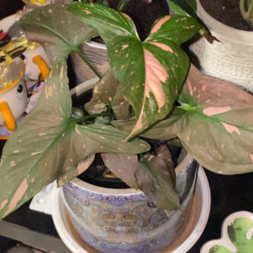 Photo of the plant species Syngonium Red Spot by @Jazmynmarie named Elina on Greg, the plant care app