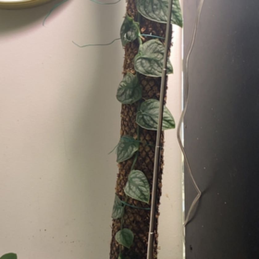 Photo of the plant species Mountain Dubautia by @Jazmynmarie named Tolkien on Greg, the plant care app