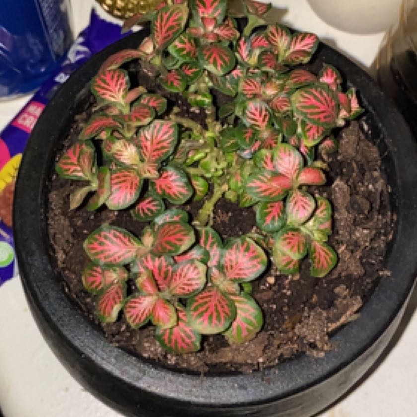 Photo of the plant species Fittonia Mini by @Jazmynmarie named Michelle Branch on Greg, the plant care app