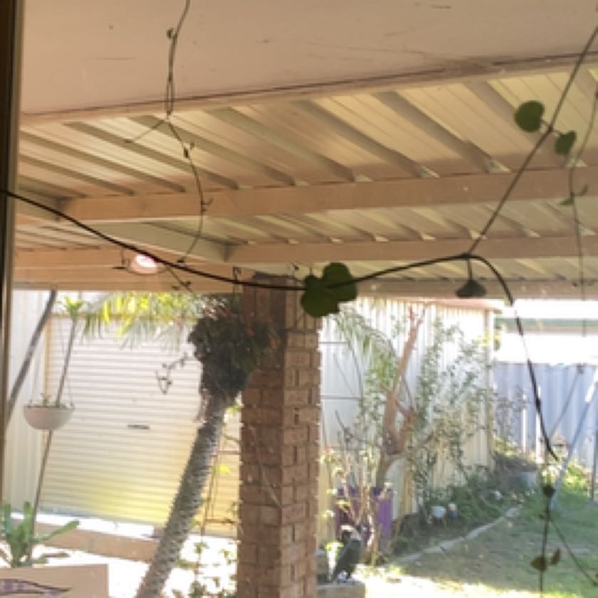 Photo of the plant species Japanese Chain Fern by @Jazmynmarie named Bodhi on Greg, the plant care app
