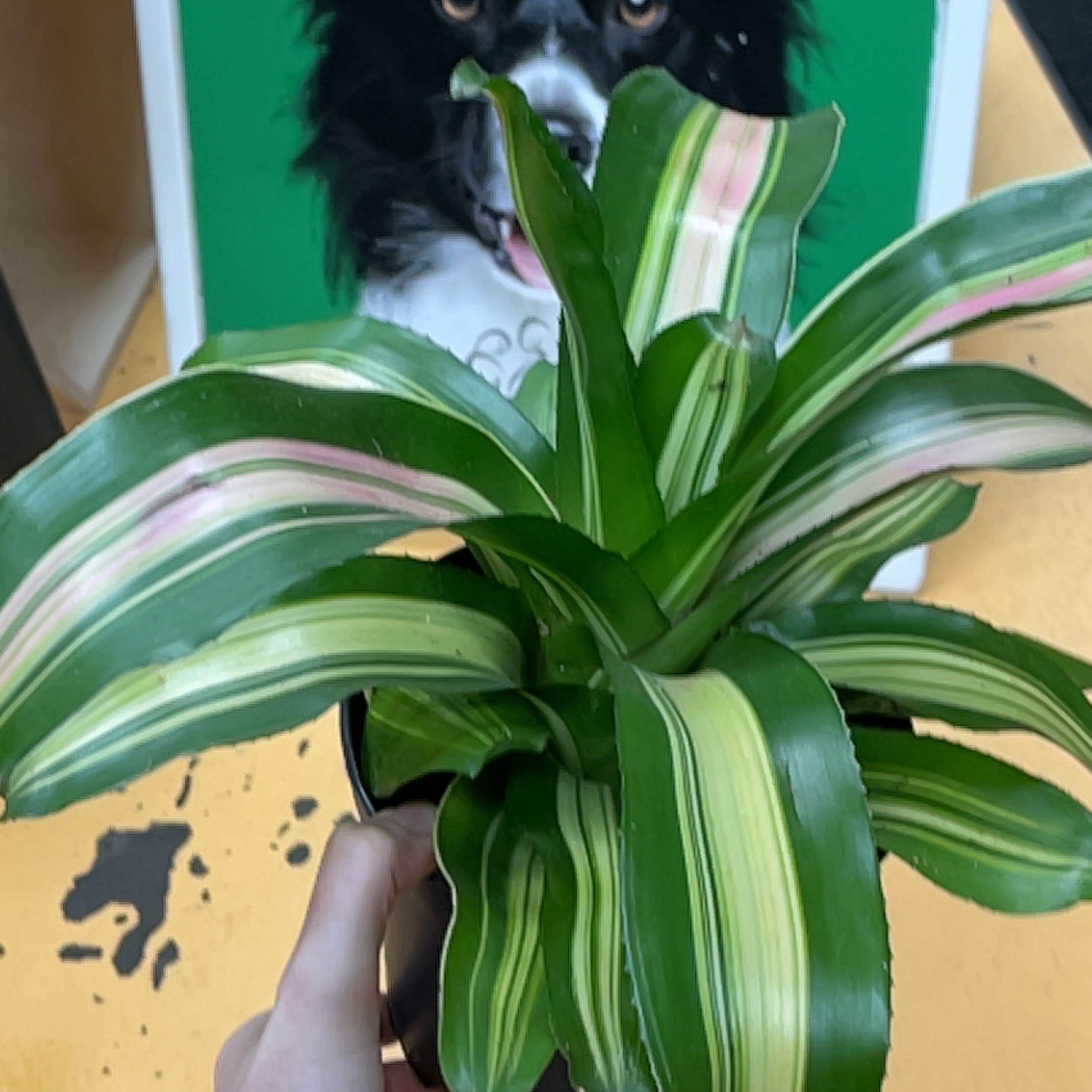 Photo of the plant species Wolfgang by @Moxiesplants named Reputation on Greg, the plant care app