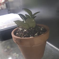 Hoya 'Rosita' plant