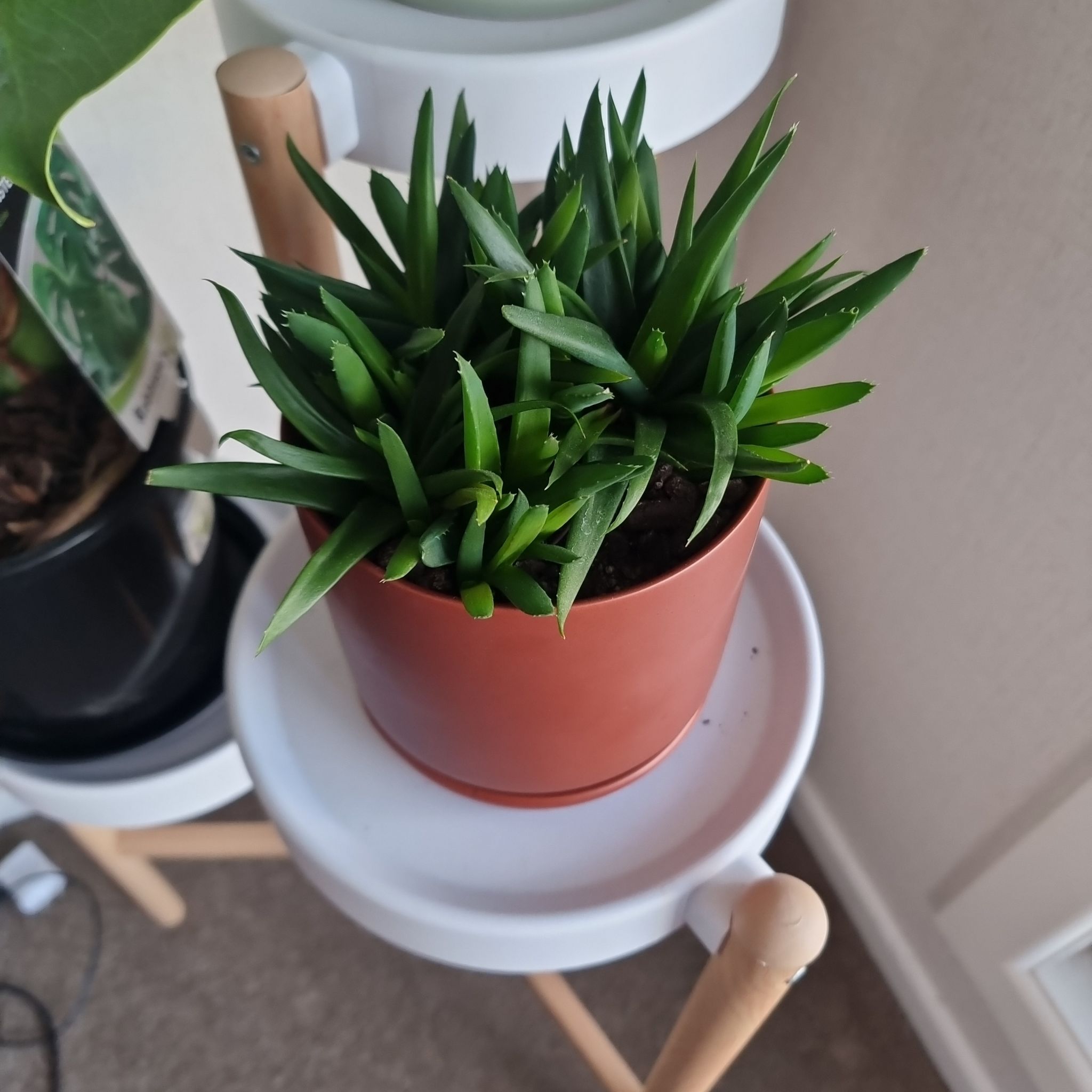 Alworthia 'Black Gem' plant in a small pot on a stand with vibrant green leaves.