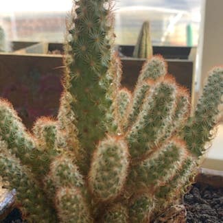 Lady Finger Cactus plant in Peru, Indiana