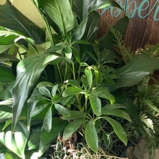 Peace Lily plant in Peru, Indiana
