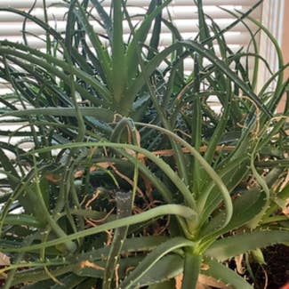 Candelabra Aloe plant in Peru, Indiana