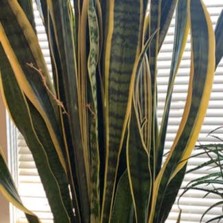 Snake Plant plant in Peru, Indiana