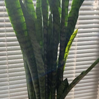 Snake Plant plant in Peru, Indiana