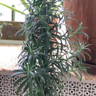 rosemary plant in Peru, Indiana