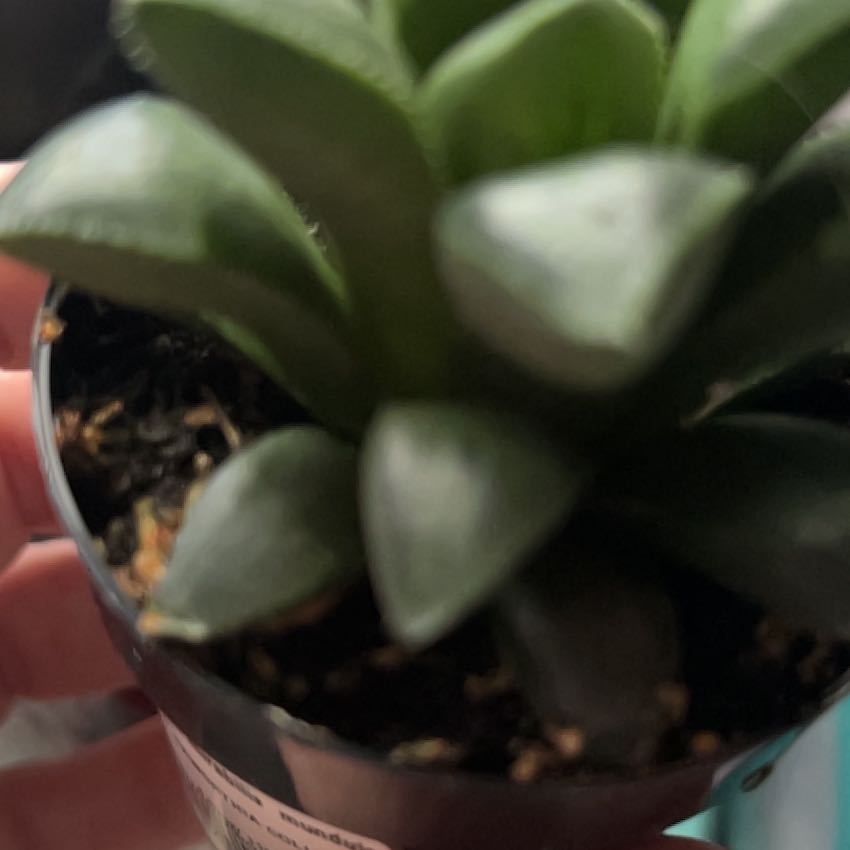 Photo of the plant species Haworthia mirabilis var. mundula by @ManlySarcodes named Sir Plancelot on Greg, the plant care app