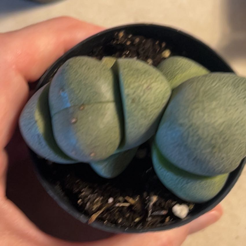 Photo of the plant species Split Rock Succulent by @ManlySarcodes named Orlando Bloom on Greg, the plant care app