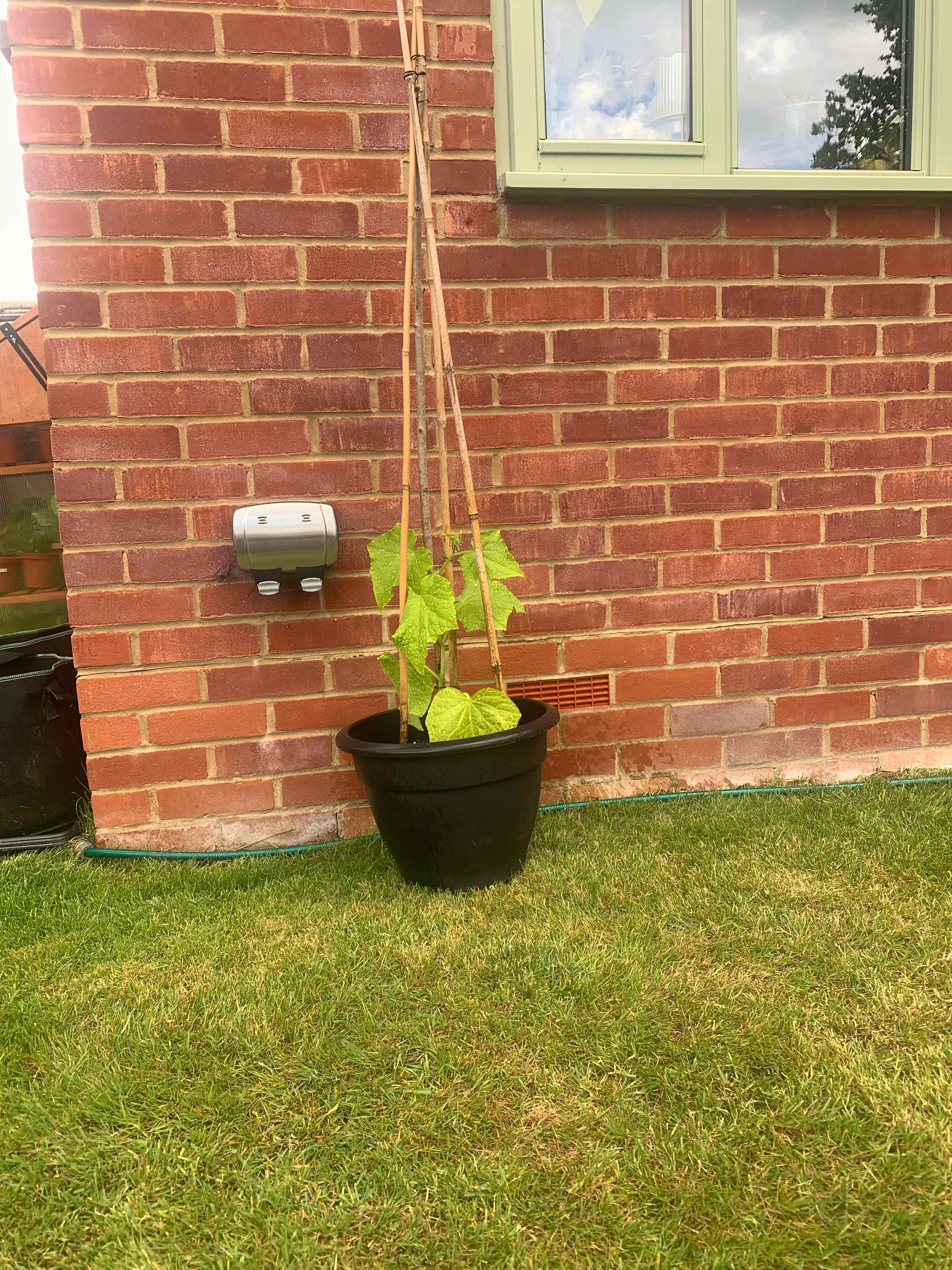 Cucumber plant in a black pot supported by bamboo stakes against a brick wall.