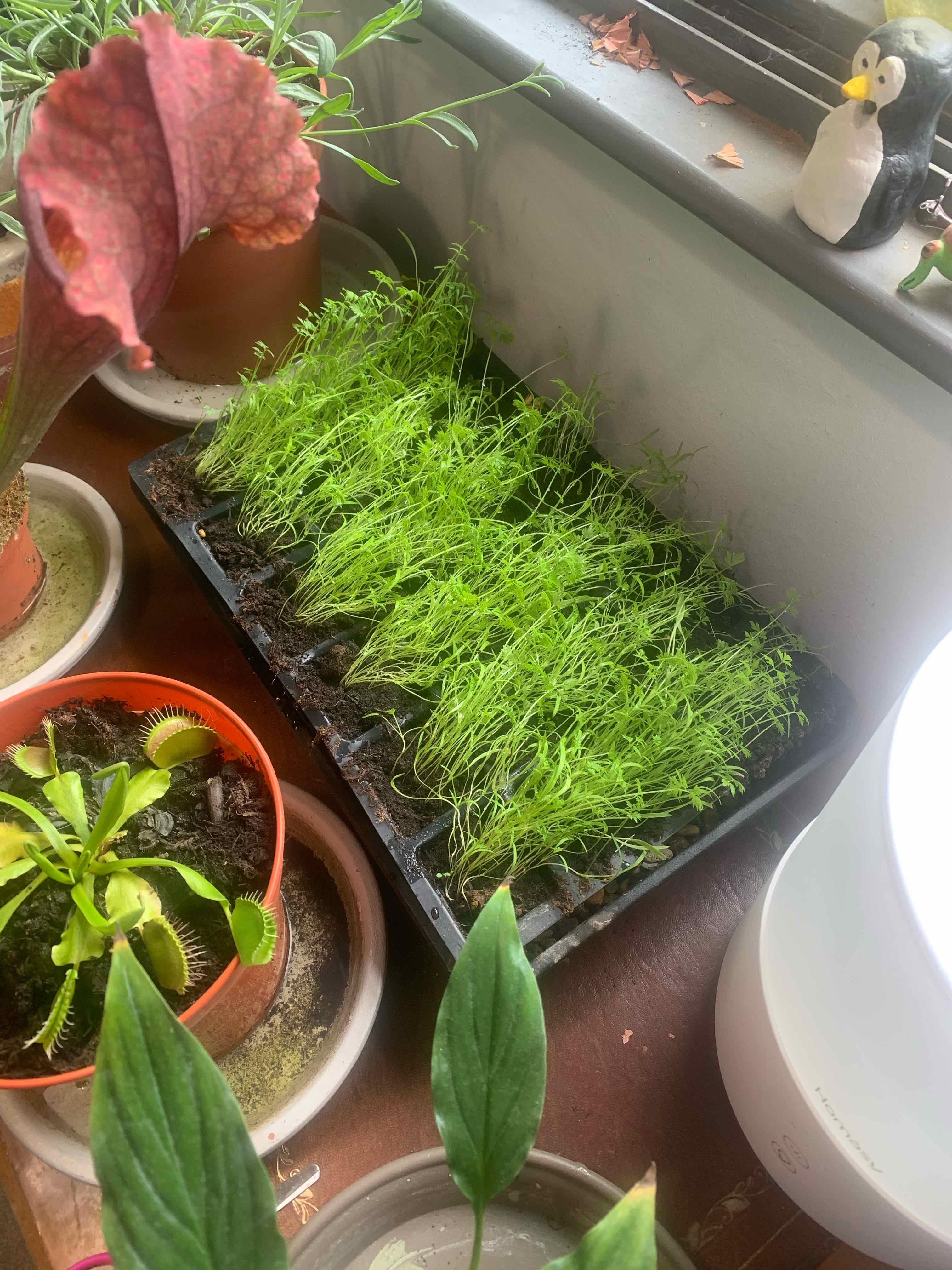 Tray of young Wild Carrot seedlings growing indoors with other plants visible.