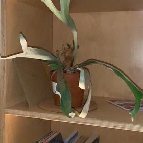 Photo of the plant species Silver Staghorn Fern Plant by @aayling named Kesha on Greg, the plant care app