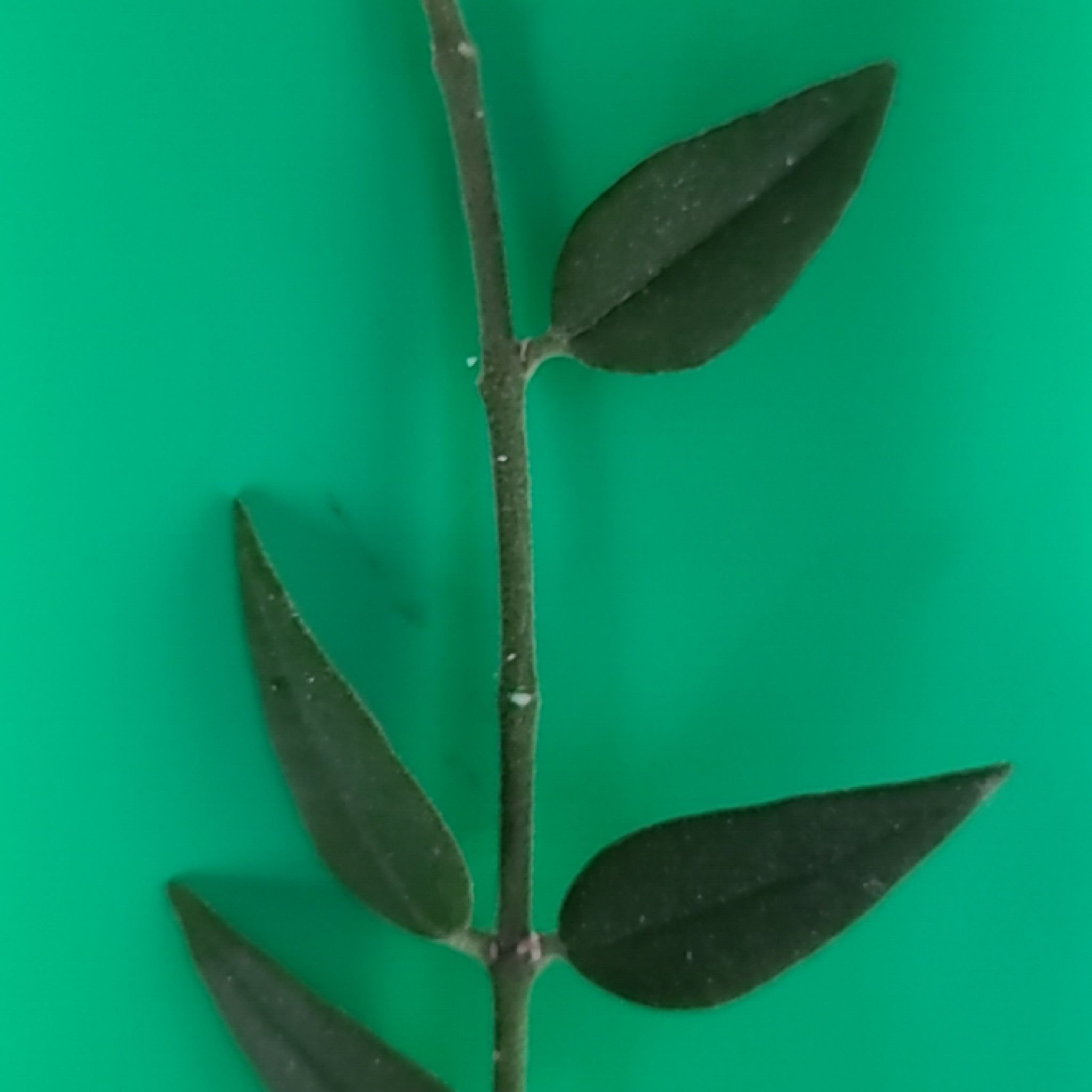 Close-up of a Hoya Bella plant stem with healthy leaves against a green background.