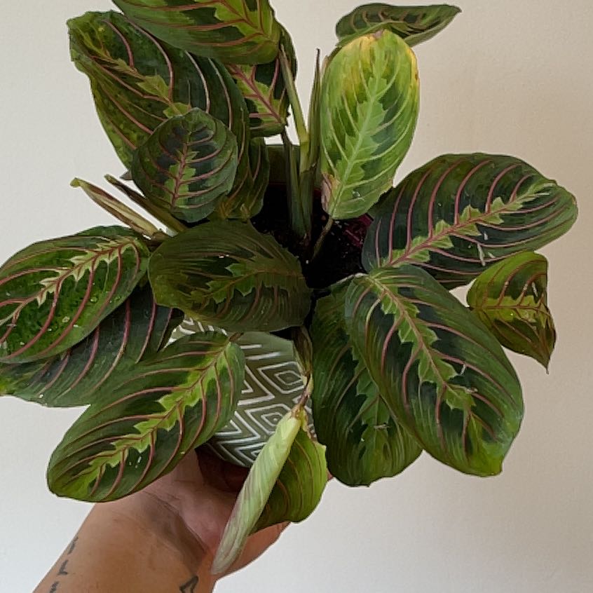Prayer Plant with vibrant green leaves and red veins, held by a hand.