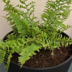 fluffy ruffle fern plant