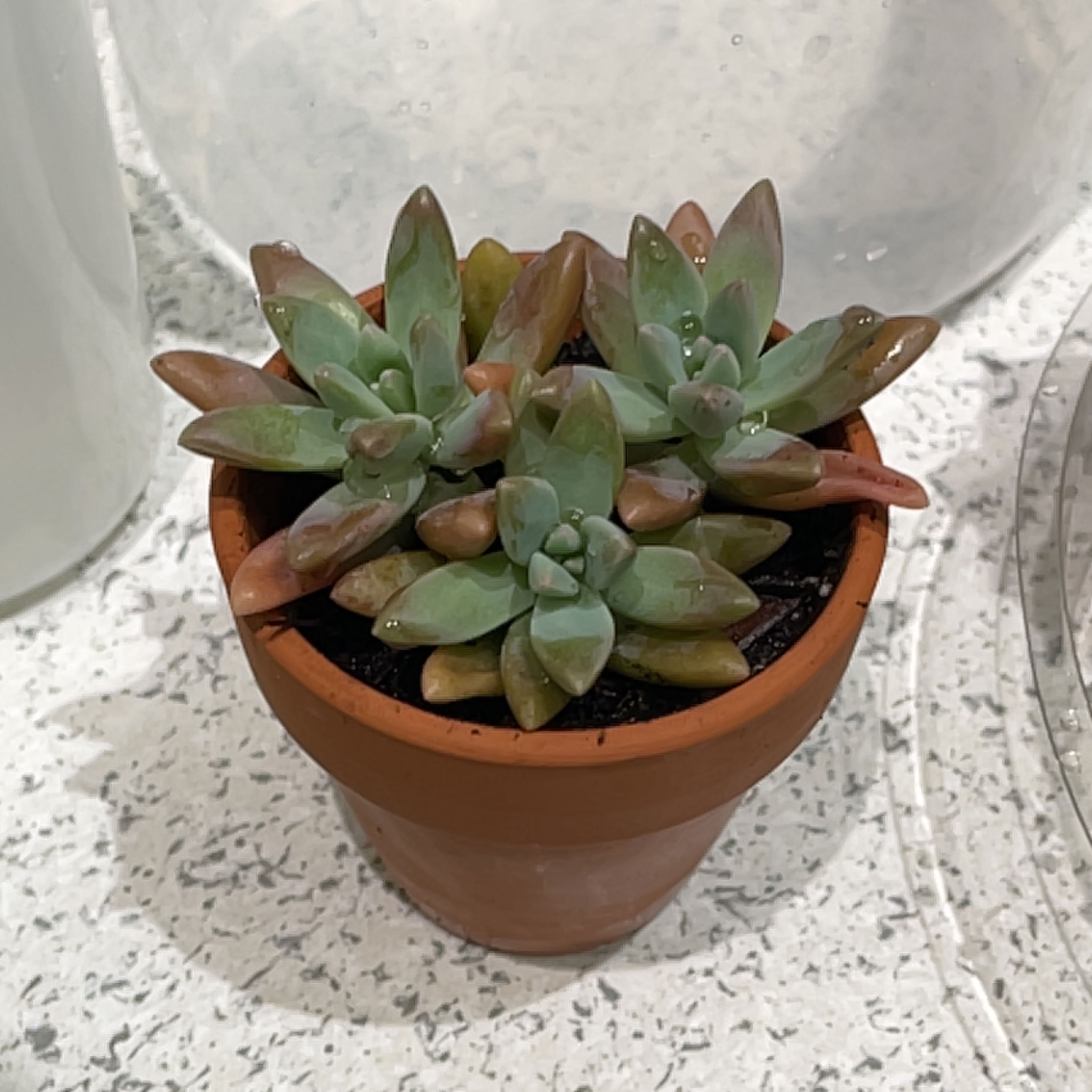Photo of the plant species Graptoveria 'Topsy Debbi' by @SecureBeachrose named Harry on Greg, the plant care app
