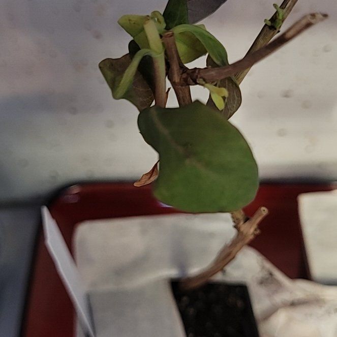 Photo of the plant species Western White Honeysuckle by @ExemplaryGollum named Nithin on Greg, the plant care app