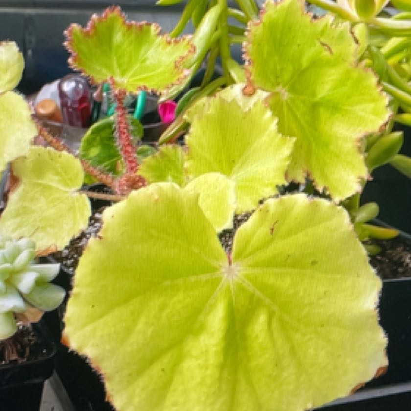Photo of the plant species Immense Begonia by @HotshotSoybean named Hemingway on Greg, the plant care app