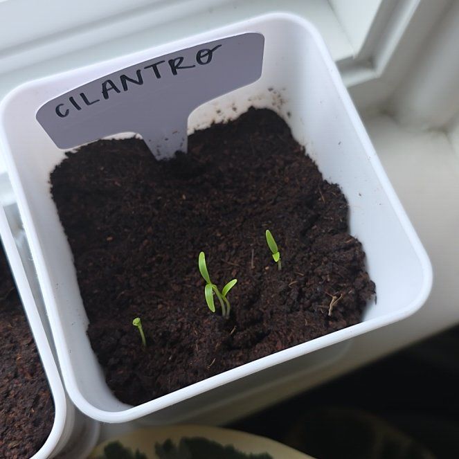 Photo of the plant species Cilantro 'Filtro' by @eveeeex1 named Cilantro on Greg, the plant care app