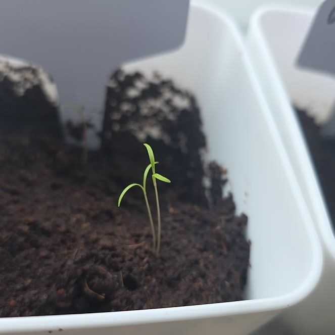 Photo of the plant species Dukat Dill Microgreens by @eveeeex1 named Dill on Greg, the plant care app