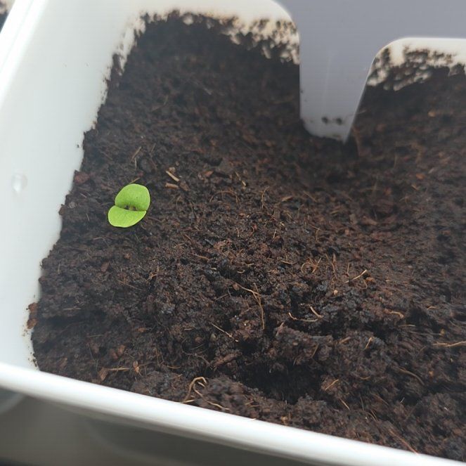 Photo of the plant species Basil by @eveeeex1 named Basil on Greg, the plant care app