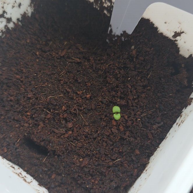 Photo of the plant species Thyme by @eveeeex1 named Thyme on Greg, the plant care app