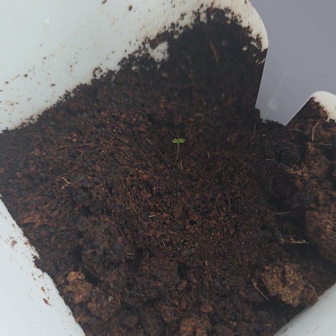 Photo of the plant species Oregano by @eveeeex1 named Oregano on Greg, the plant care app