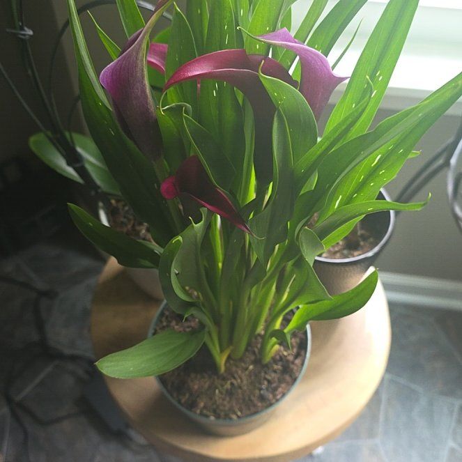 Photo of the plant species Zantedeschia rehmannii by @eveeeex1 named Madonna on Greg, the plant care app