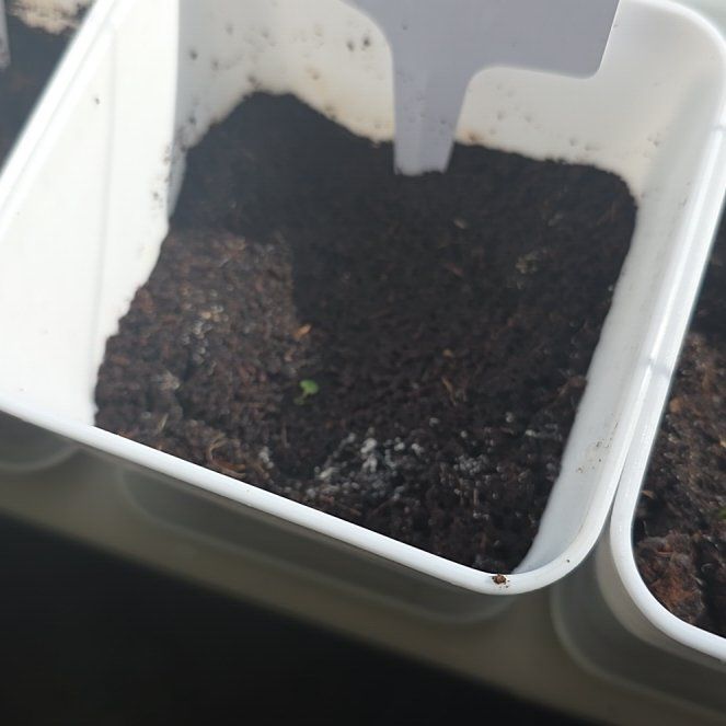 Photo of the plant species Lavendar by @eveeeex1 named Lavender on Greg, the plant care app