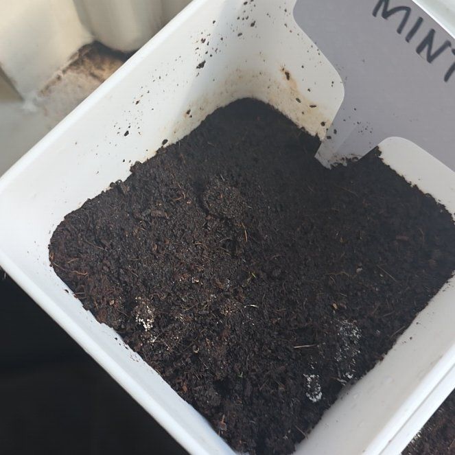 Photo of the plant species Mint plant by @eveeeex1 named Mint on Greg, the plant care app