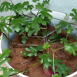 Brown Turkey Fig plant