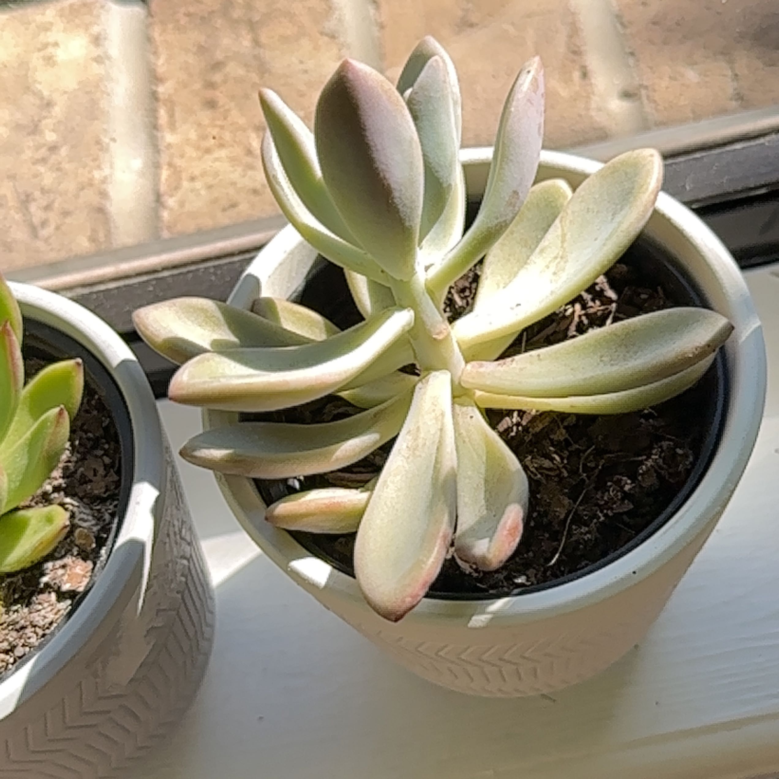 Graptoveria 'Fred Ives' succulent in a white pot on a windowsill with some leaf discoloration.