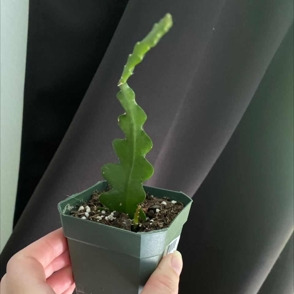 Ric Rac Cactus plant photo by @Mell named Your plant on Greg, the plant care app.