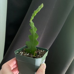 Ric Rac Cactus plant