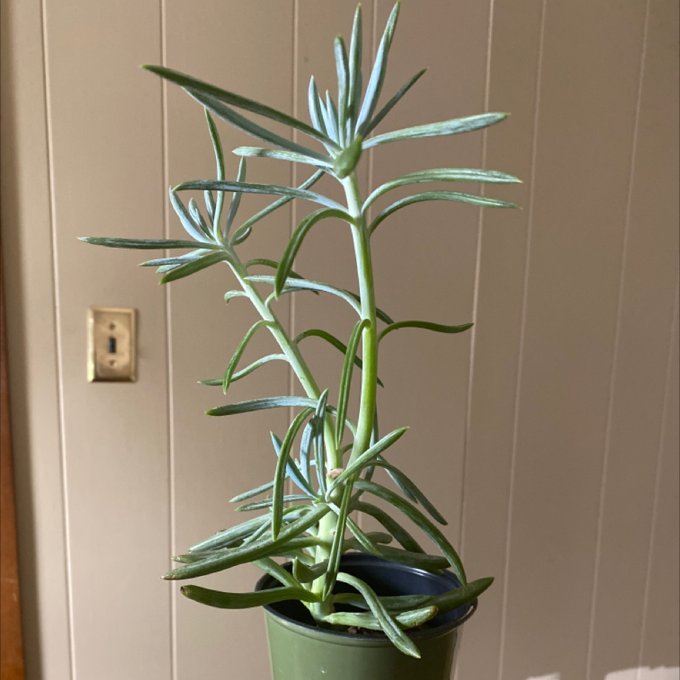 Narrow-Leaf Chalk Sticks plant in a small pot, healthy with green leaves.
