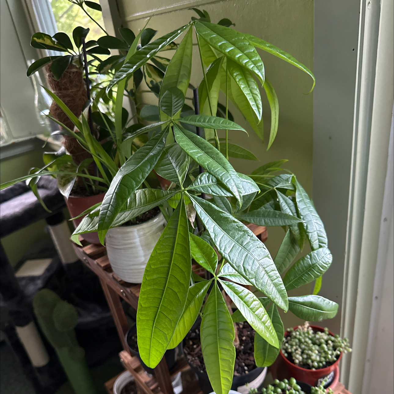 Money Tree plant photo by @Mell named Baby on Greg, the plant care app.