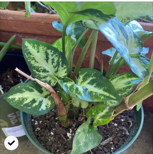 Syngonium 'White Butterfly' plant photo by @Mell named Apollo-6 on Greg, the plant care app.