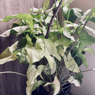 Syngonium 'White Butterfly' plant in Baltimore, Maryland