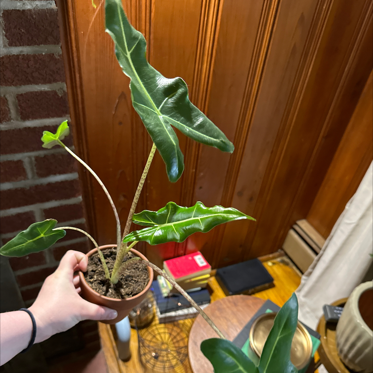 Potted Zebra Elephant Ear plant with glossy, dark green leaves and prominent white veins.