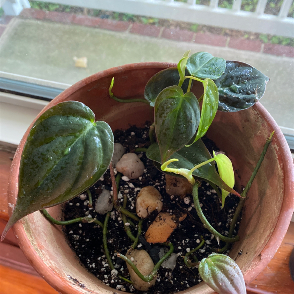 Philodendron Micans plant photo by @Mell named Baby on Greg, the plant care app.