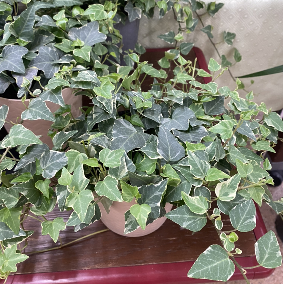 Philodendron Xanadu plant photo by @Mell named Spike Leaves on Greg, the plant care app.