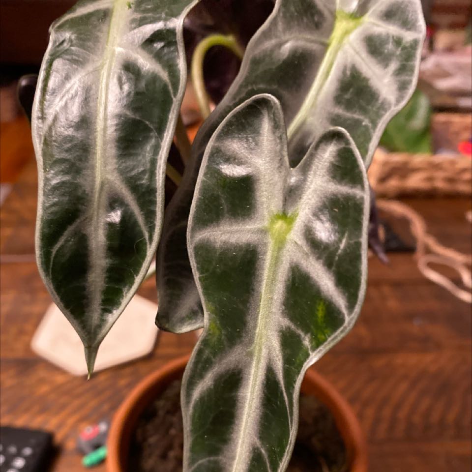 Alocasia 'Bambino' plant with dark green leaves and white veins in a pot.