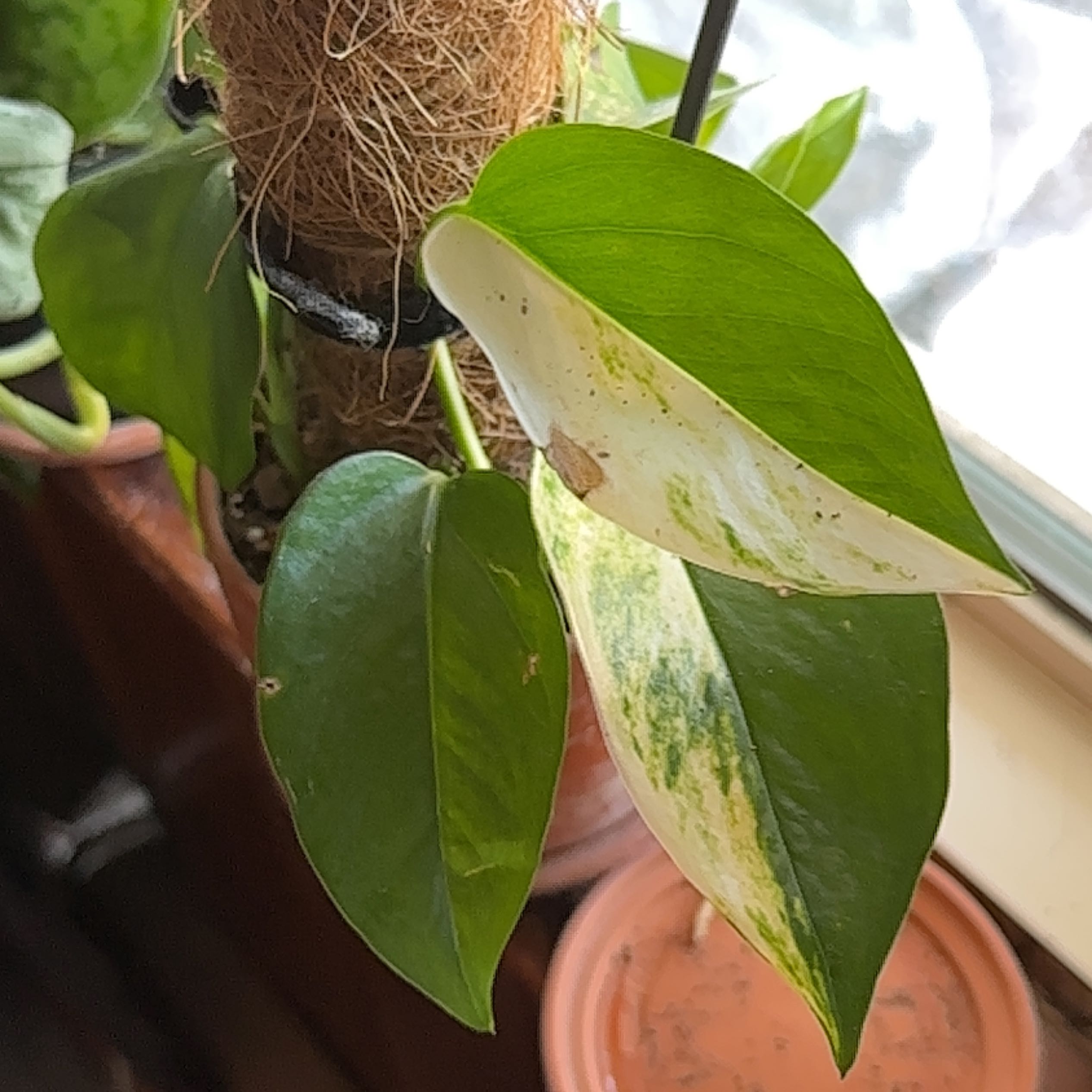 Photo of the plant species variagated pothos by @Mell named Sir Plancelot on Greg, the plant care app